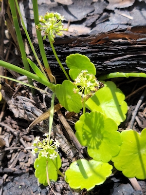 Hydrocotyle umbellata