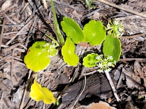 Hydrocotyle umbellata