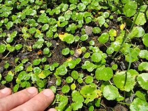 Hydrocotyle verticillata