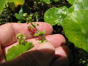 Hydrocotyle verticillata