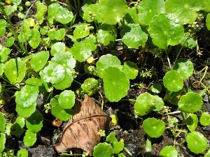 Hydrocotyle verticillata