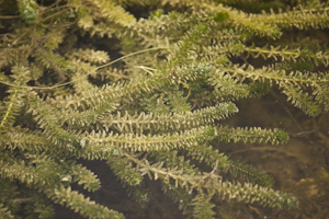 Hydrilla verticillata