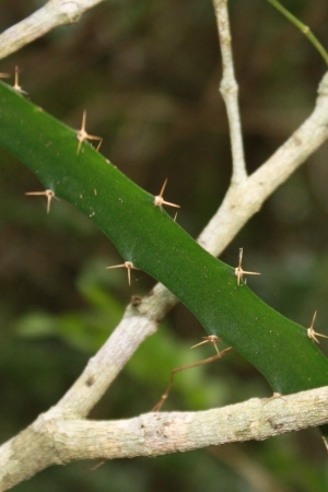 Hylocereus trigonus