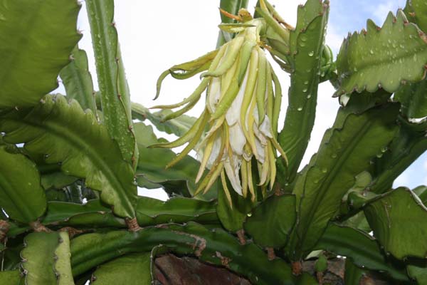 Hylocereus undatus