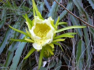 Hylocereus undatus