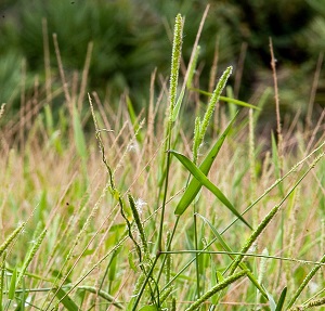 Hymenachne amplexicaulis