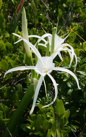 Hymenocallis arenicola