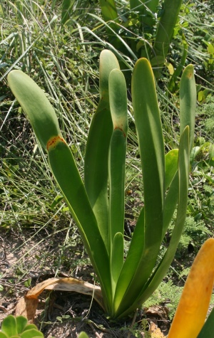 Hymenocallis arenicola