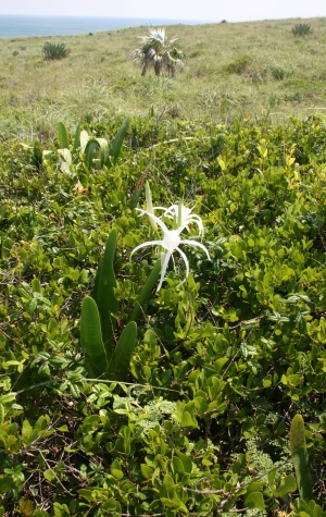 Hymenocallis arenicola