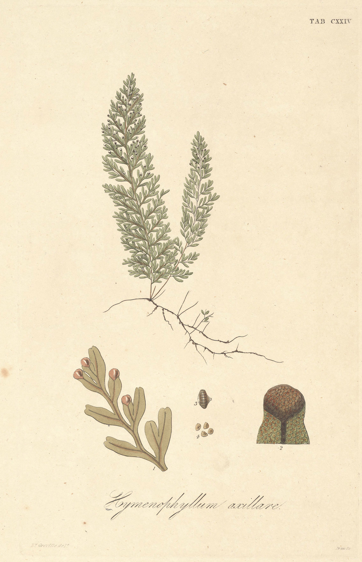 Hymenophyllum axillare