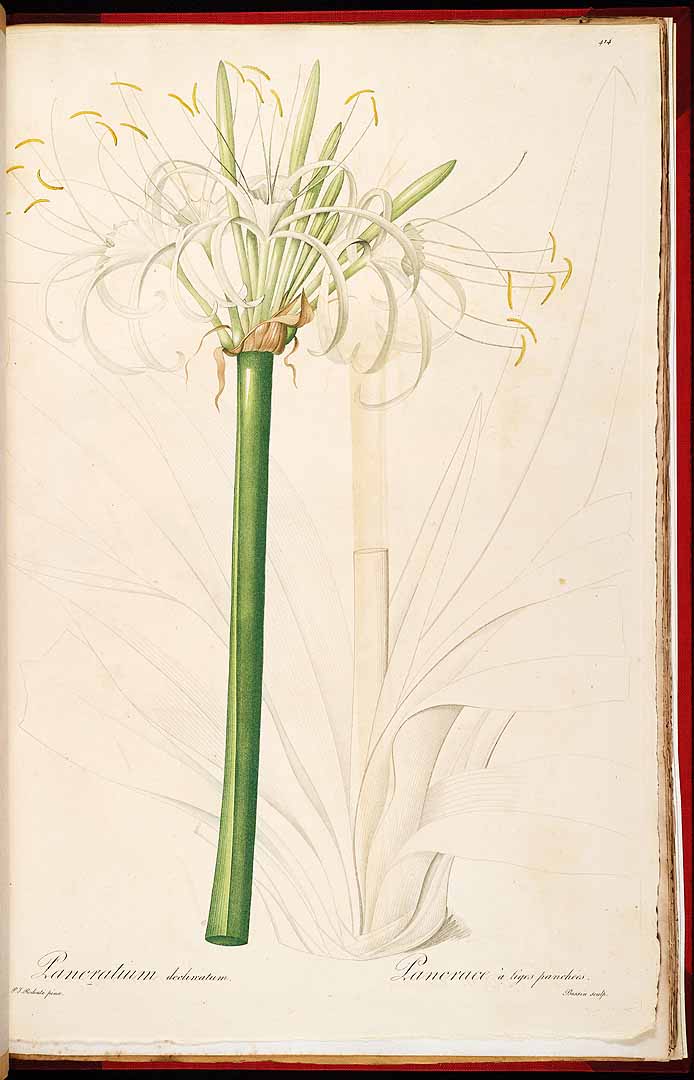 Hymenocallis caribaea