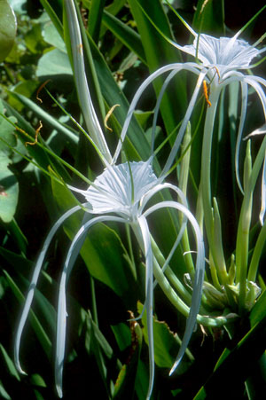 Hymenocallis latifolia