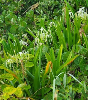 Hymenocallis latifolia