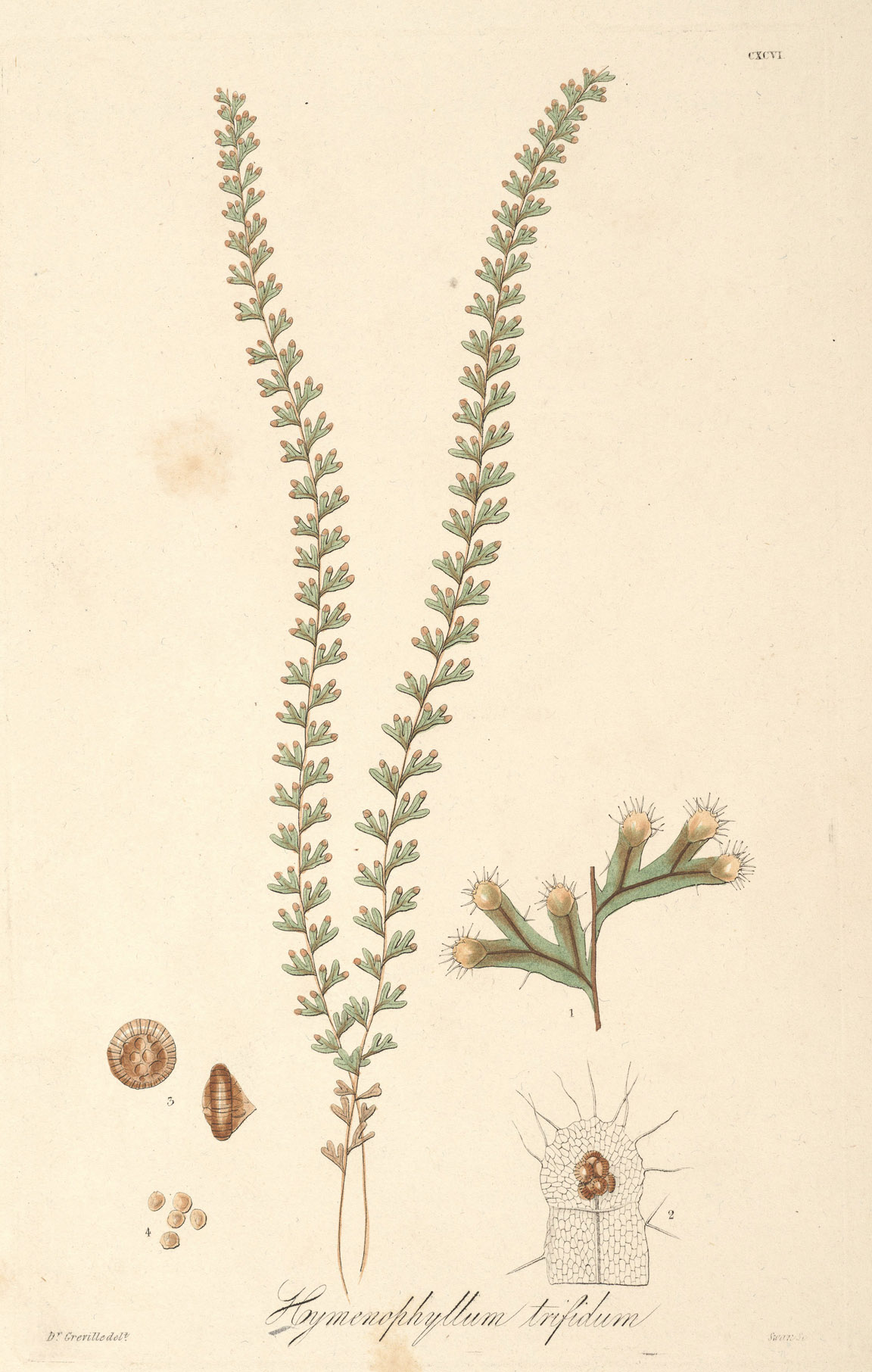 Hymenophyllum lineare