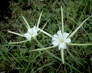 Hymenocallis palmeri