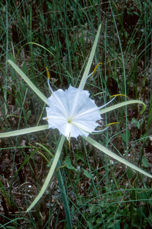 Hymenocallis palmeri