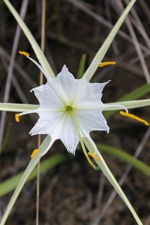 Hymenocallis palmeri