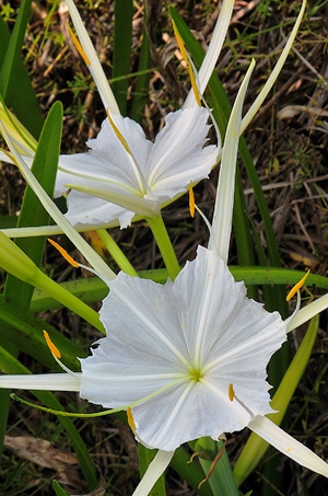 Hymenocallis tridentata