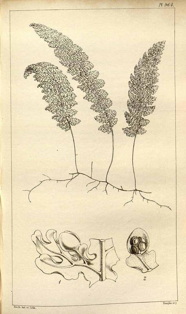 Hymenophyllum undulatum
