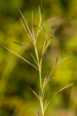 Hyparrhenia rufa