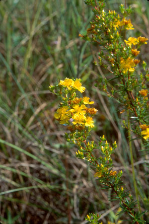 Hypericum brachyphyllum