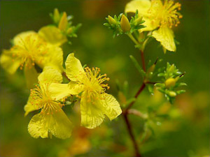 Hypericum brachyphyllum