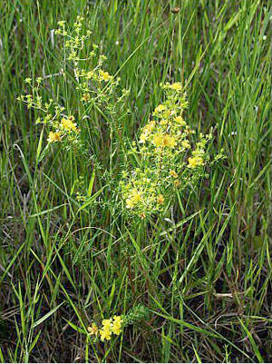 Hypericum brachyphyllum