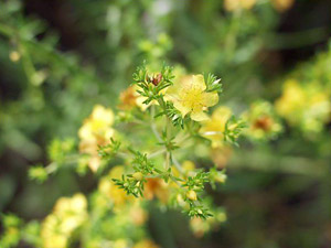 Hypericum brachyphyllum