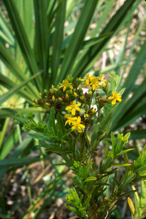 Hypericum cistifolium