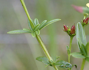 Hypericum cistifolium