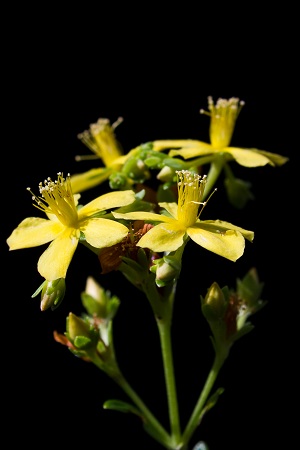 Hypericum cistifolium