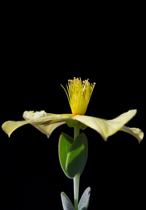 Hypericum cistifolium