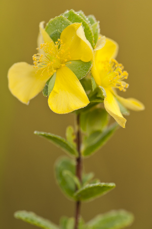 Hypericum crux-andreae