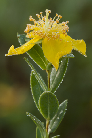 Hypericum edisonianum