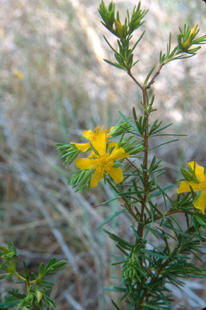 Hypericum fasciculatum