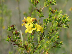 Hypericum fasciculatum