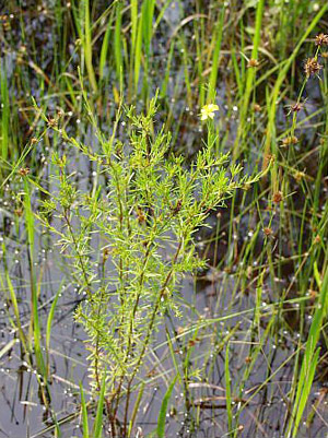 Hypericum fasciculatum