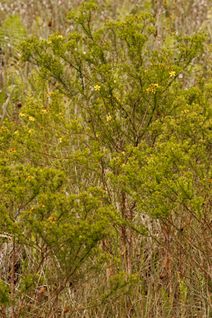 Hypericum fasciculatum