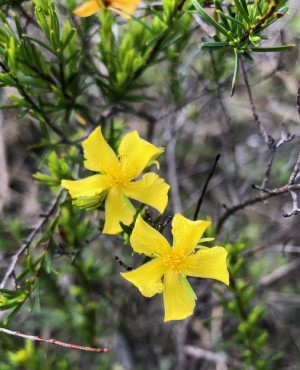 Hypericum fasciculatum