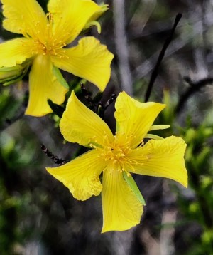 Hypericum fasciculatum