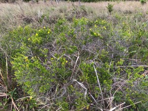 Hypericum fasciculatum