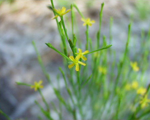 Hypericum gentianoides