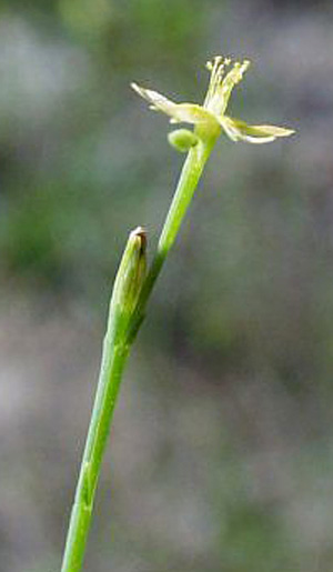 Hypericum gentianoides