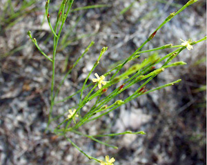 Hypericum gentianoides