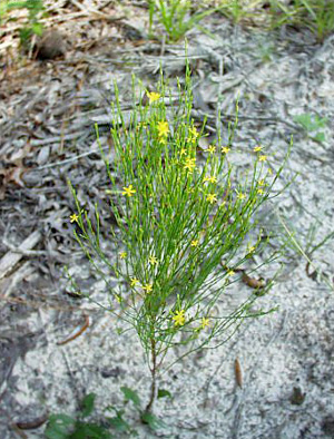 Hypericum gentianoides