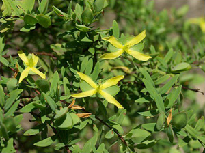 Hypericum hypericoides