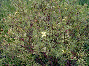 Hypericum hypericoides