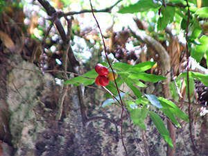 Hyperbaena laurifolia