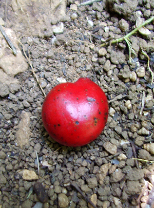 Hyperbaena laurifolia