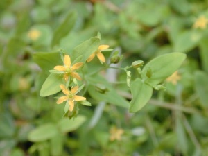 Hypericum mutilum